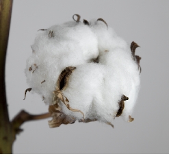 CottonFlowerMG9828a1a1